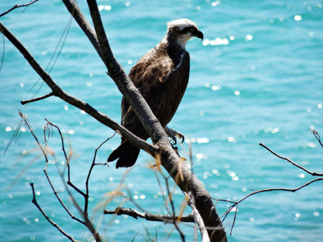 Noosa Everglades Tour